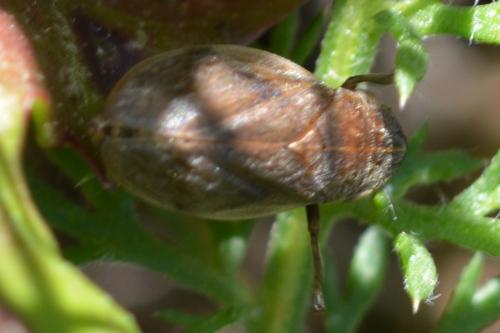 Lepyronia coleoptrata
